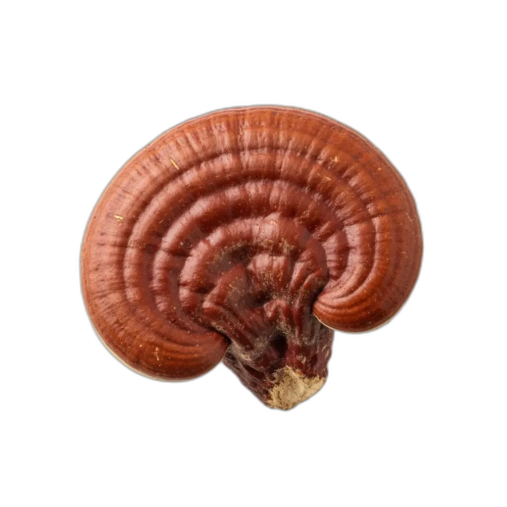 Fungo Reishi - fungo adattogeno naturale